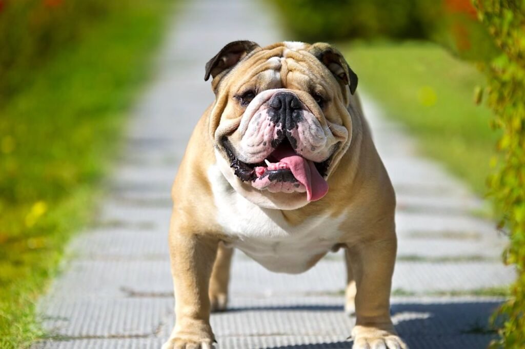 bulldog