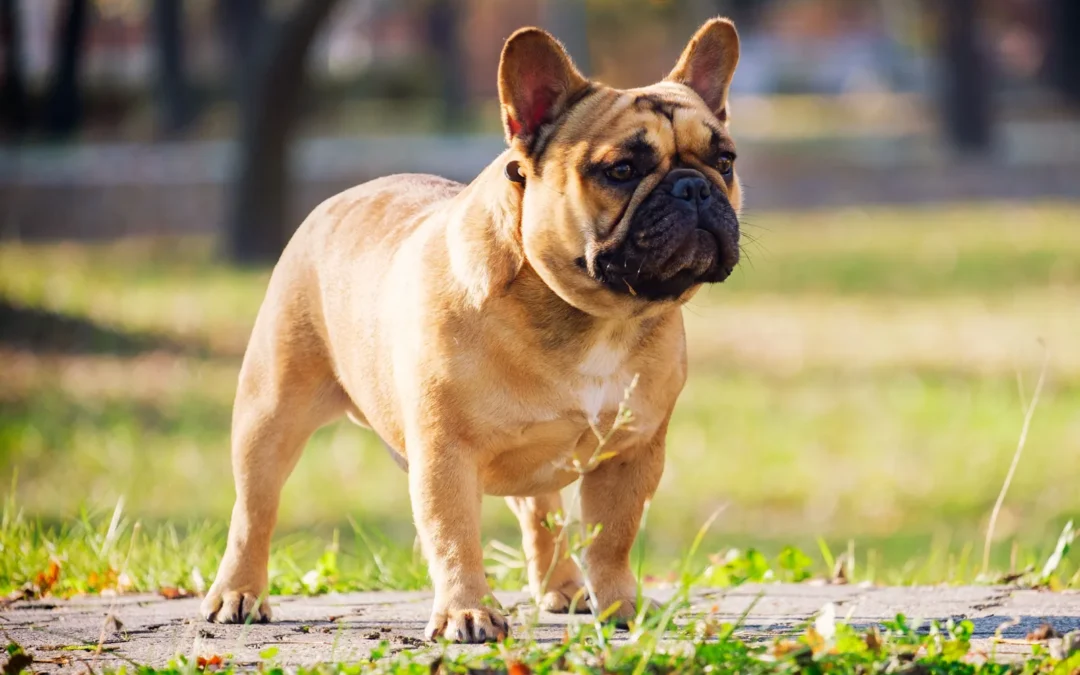 Discover the charm of French Bulldog