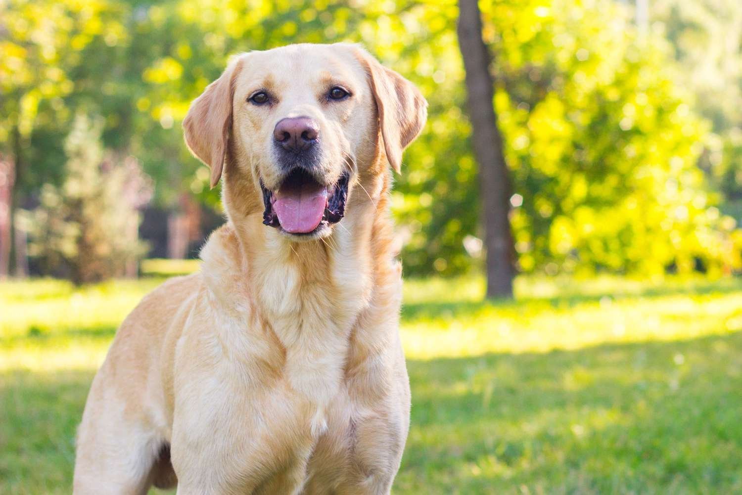 The Labrador Retriever