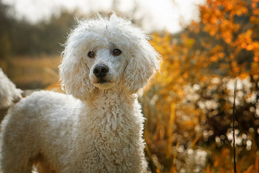 What makes the Poodles best