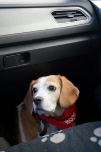 dogs with dry skin