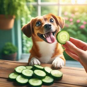 Can Dogs Eat Cucumber